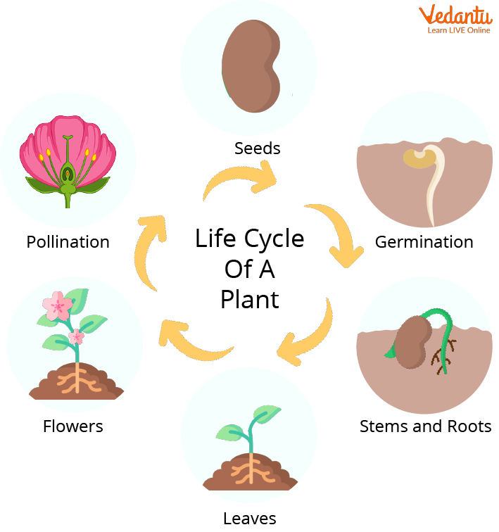 Life cycle of a Plant