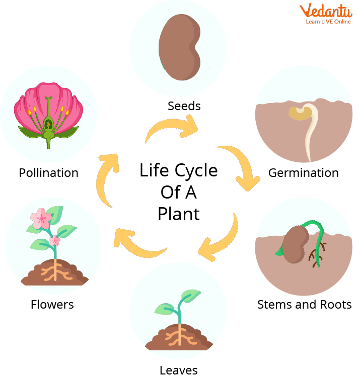 life cycle of a flowering plant