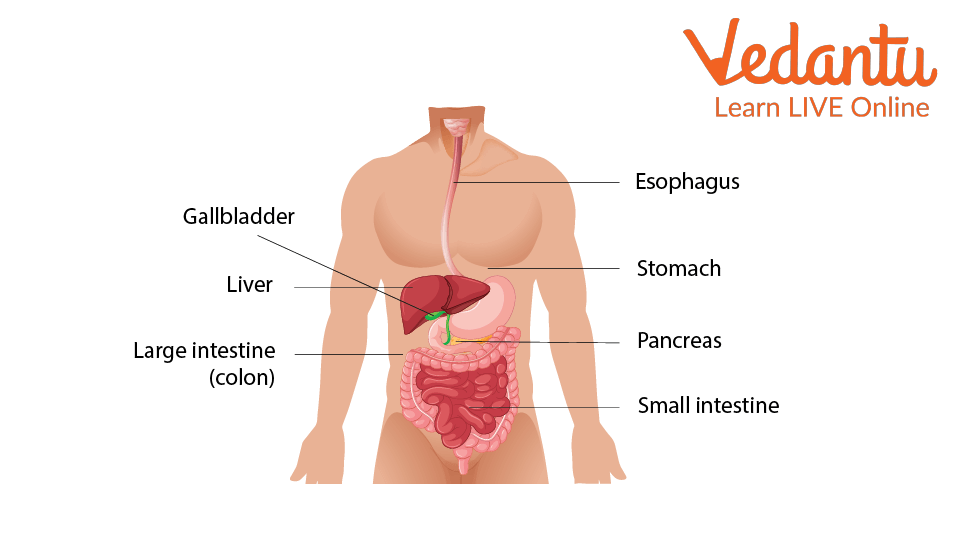 Parts of the Digestive System