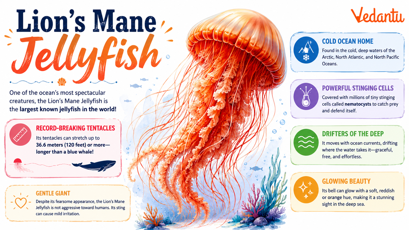Lions Mane Jellyfish with long flowing tentacles in ocean water