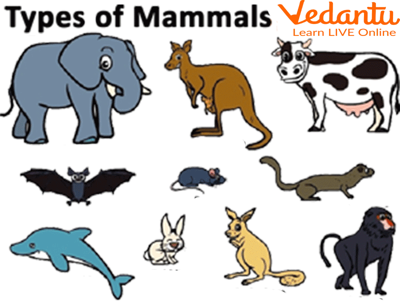 Mammals Names - Learn with Examples for Kids
