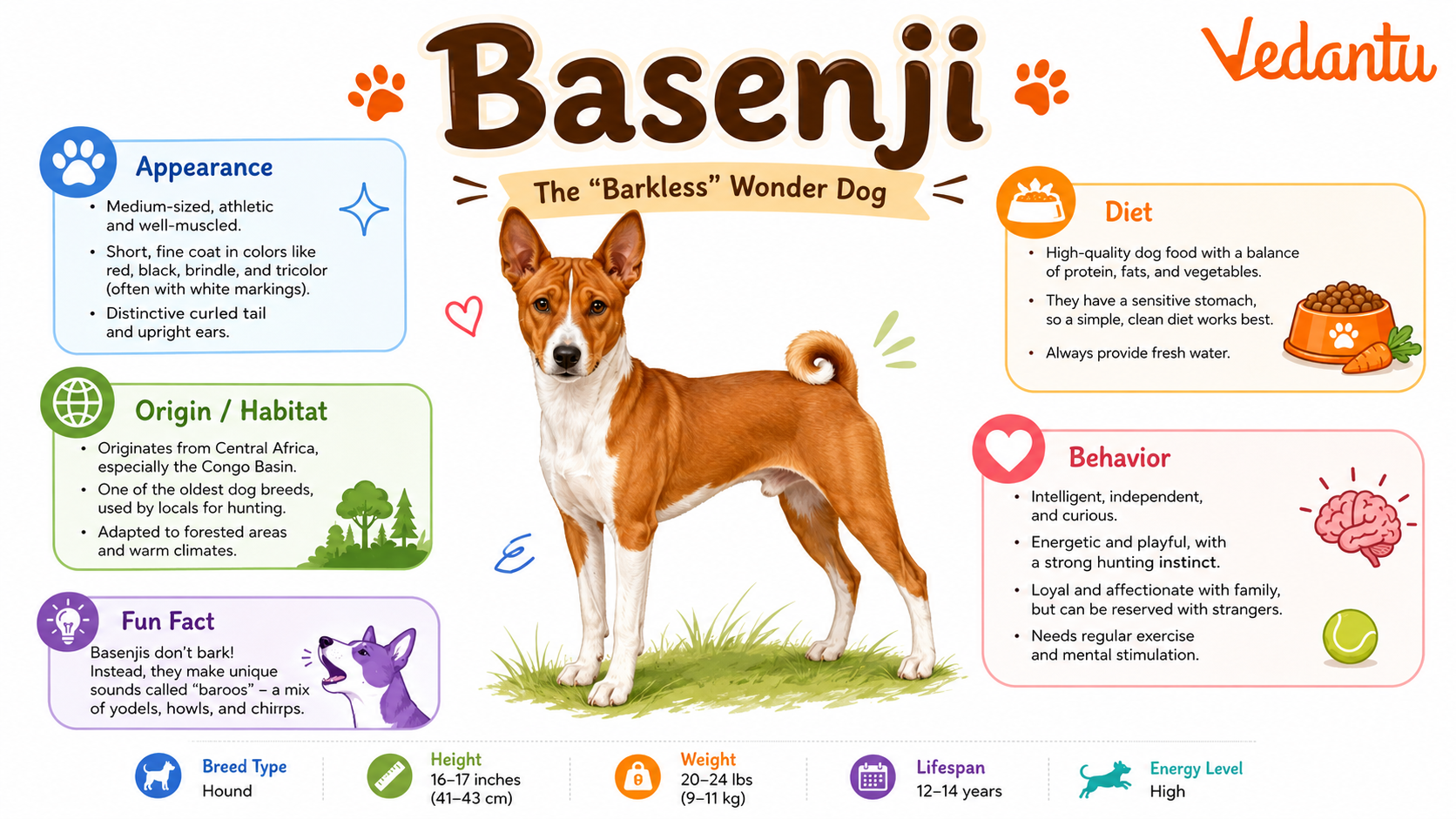 Basenji dog standing alert