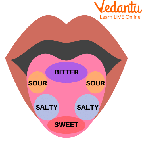 Senses of the Taste Bud on the Tongue