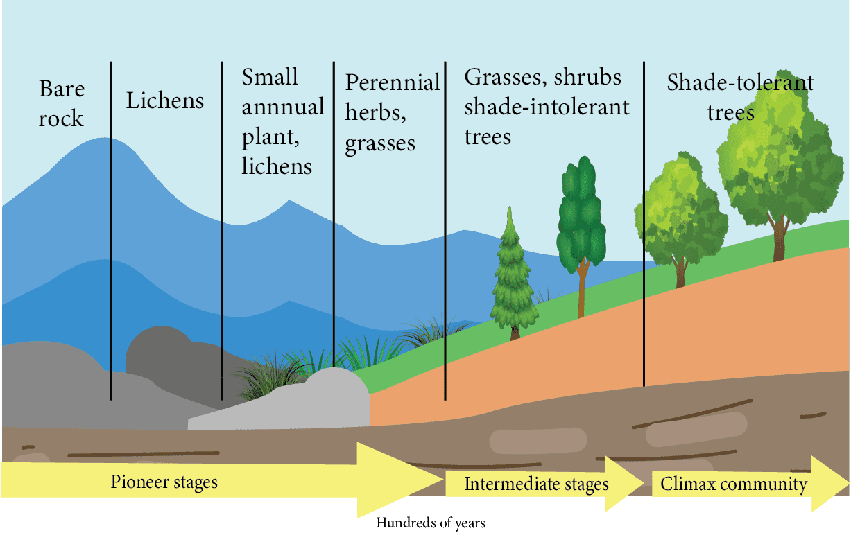 Primary Succession