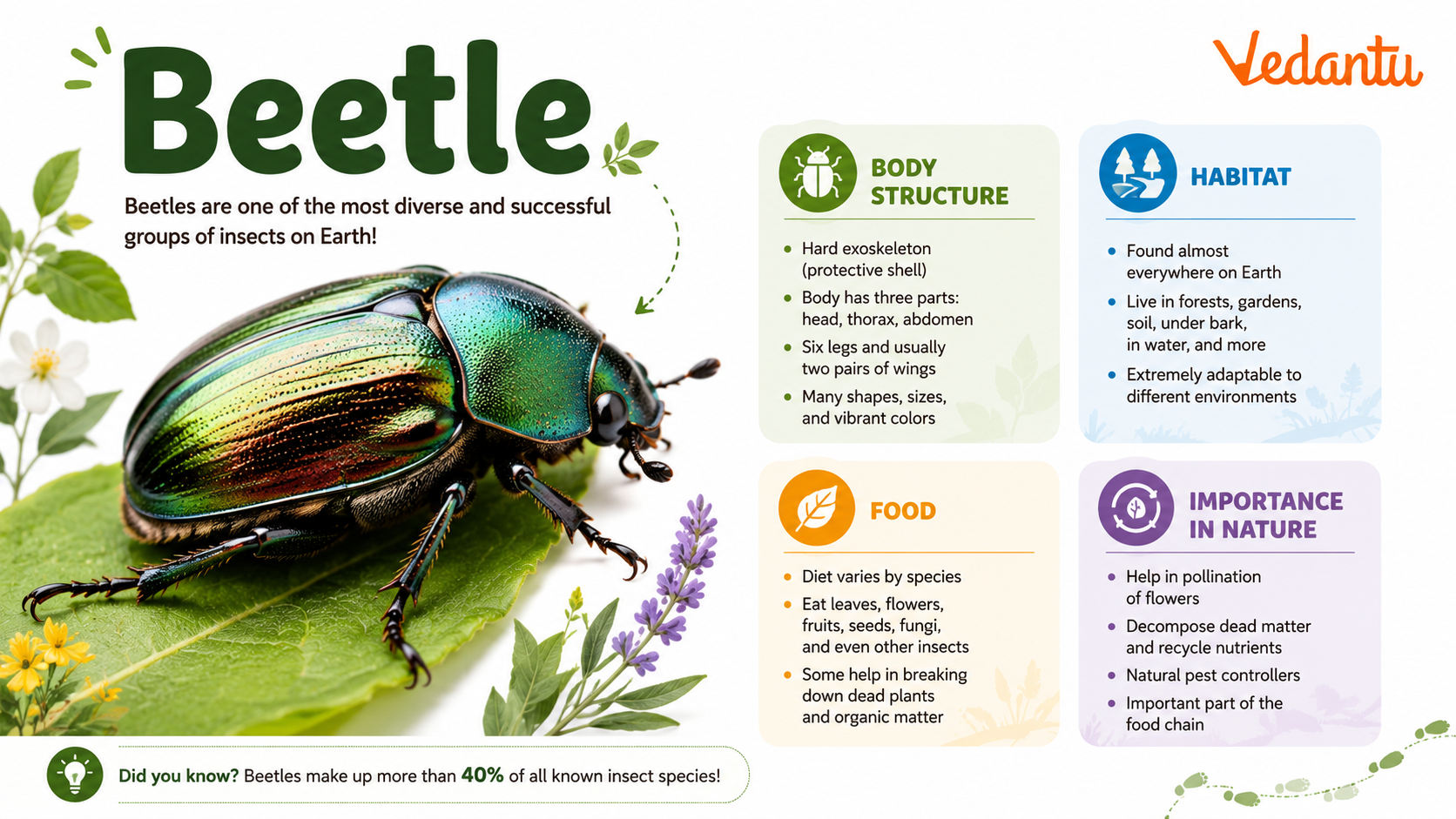 Beetle insect with hard shell and wings