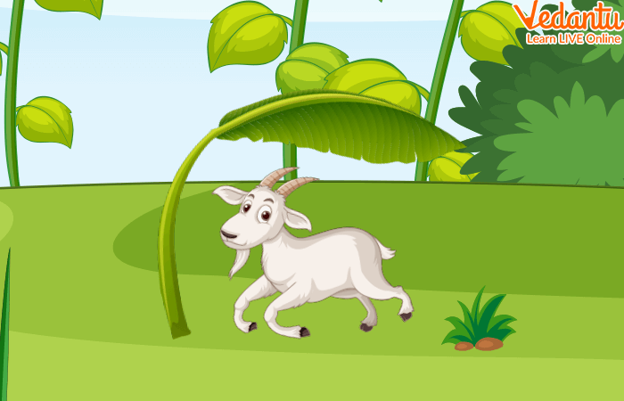 Miss Goat Under a Banana Leaf