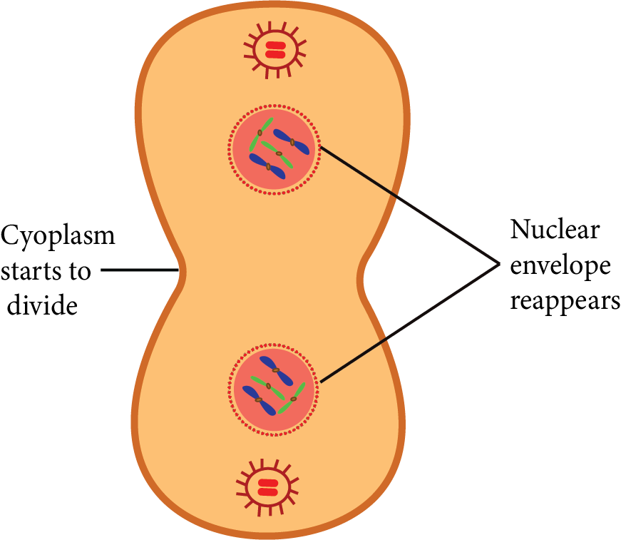 Telophase