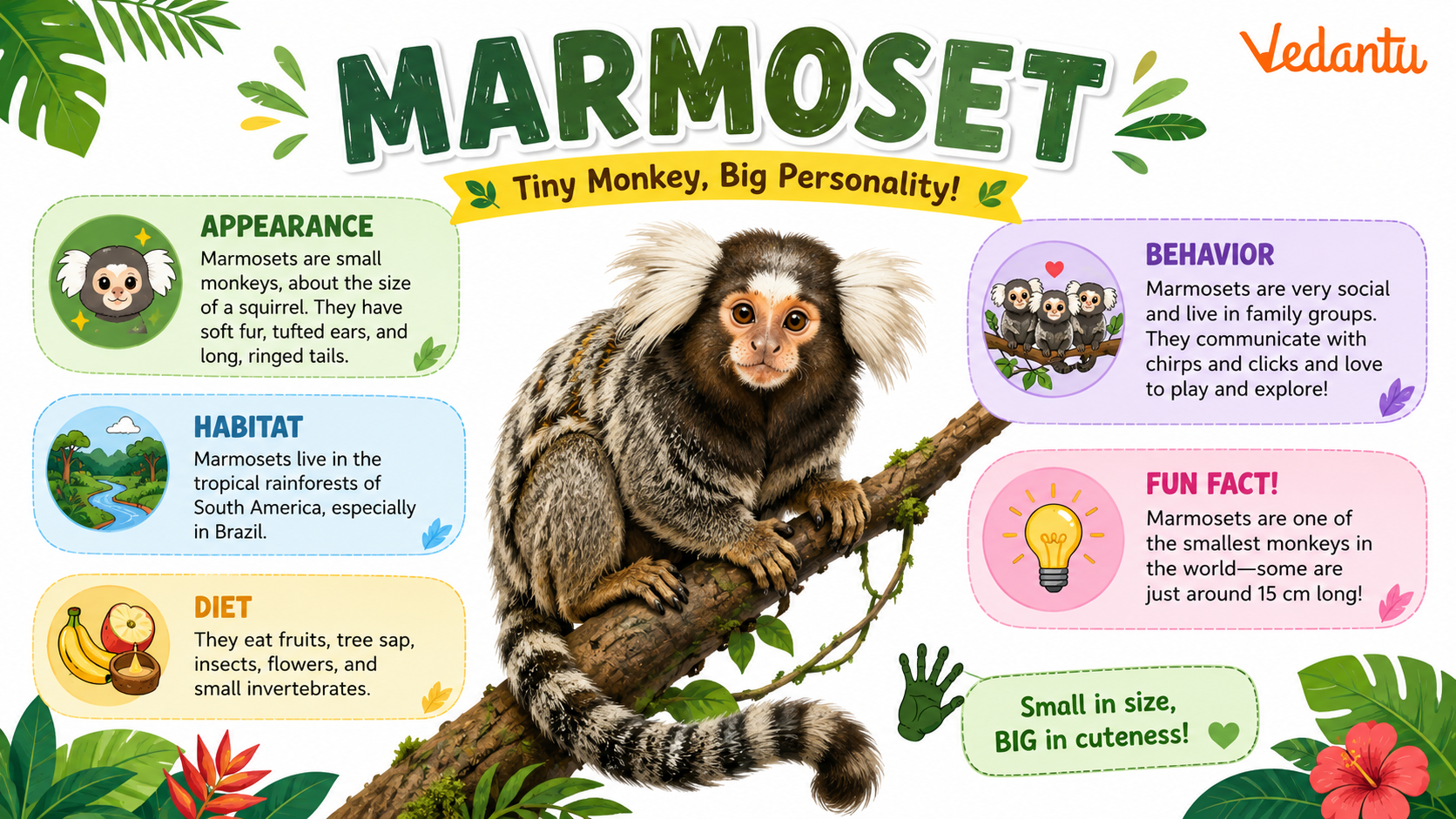 Marmoset monkey sitting on a tree branch