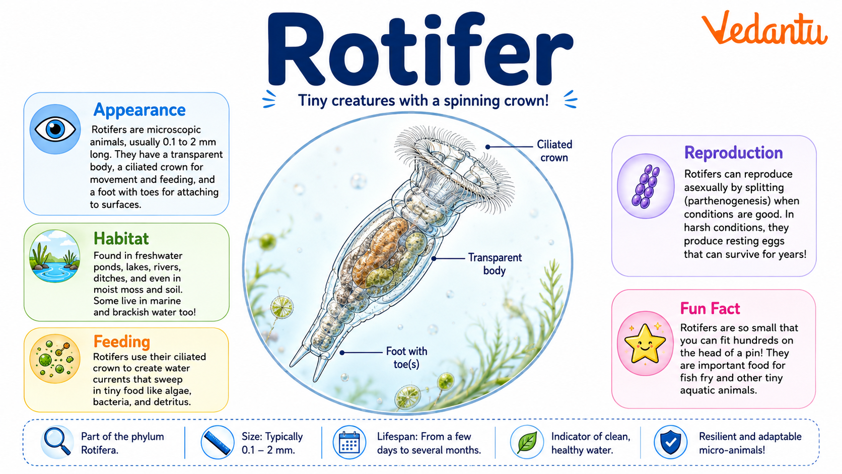 Rotifer microscopic aquatic animal