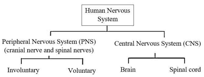 Parts of Human Nervous System