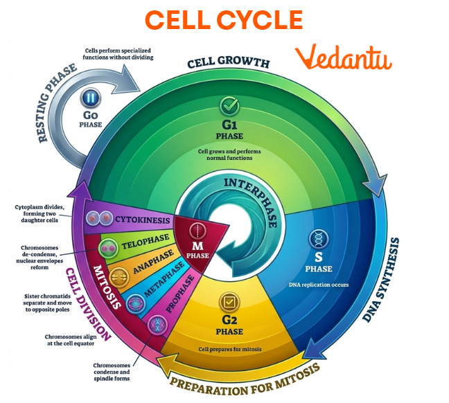 Cell Cycle Diagram