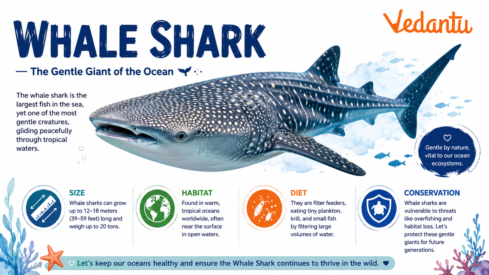 Whale Shark swimming in the ocean showing its white spotted body