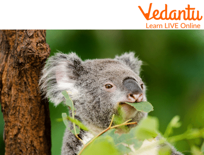 Koalas Fill their Stomach with the Leaves of Eucalyptus.
