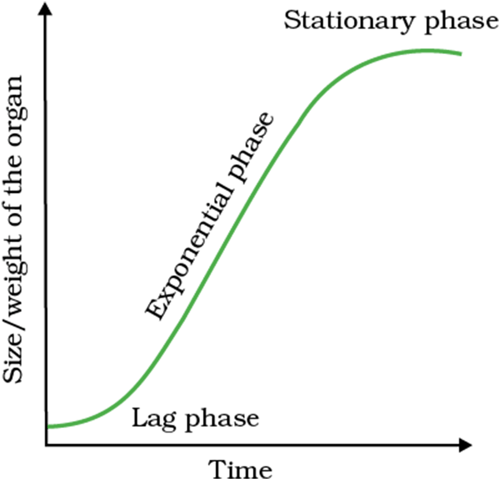 Graph of Exponential Growth