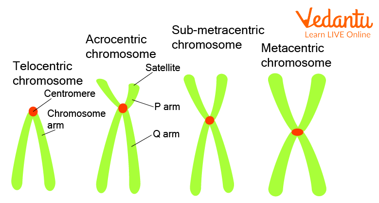 Types of chromosomes based on the position of the centromere
