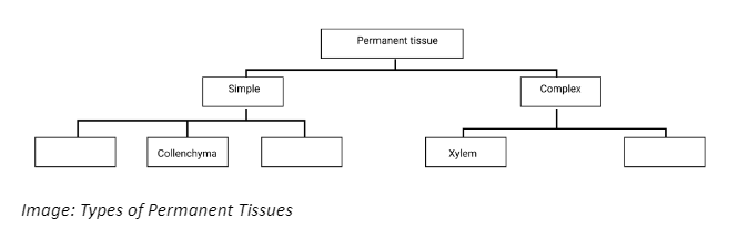 Types of Permanent Tissues