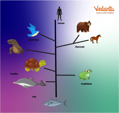 Evolution of Animals and History of Evolution of Earth