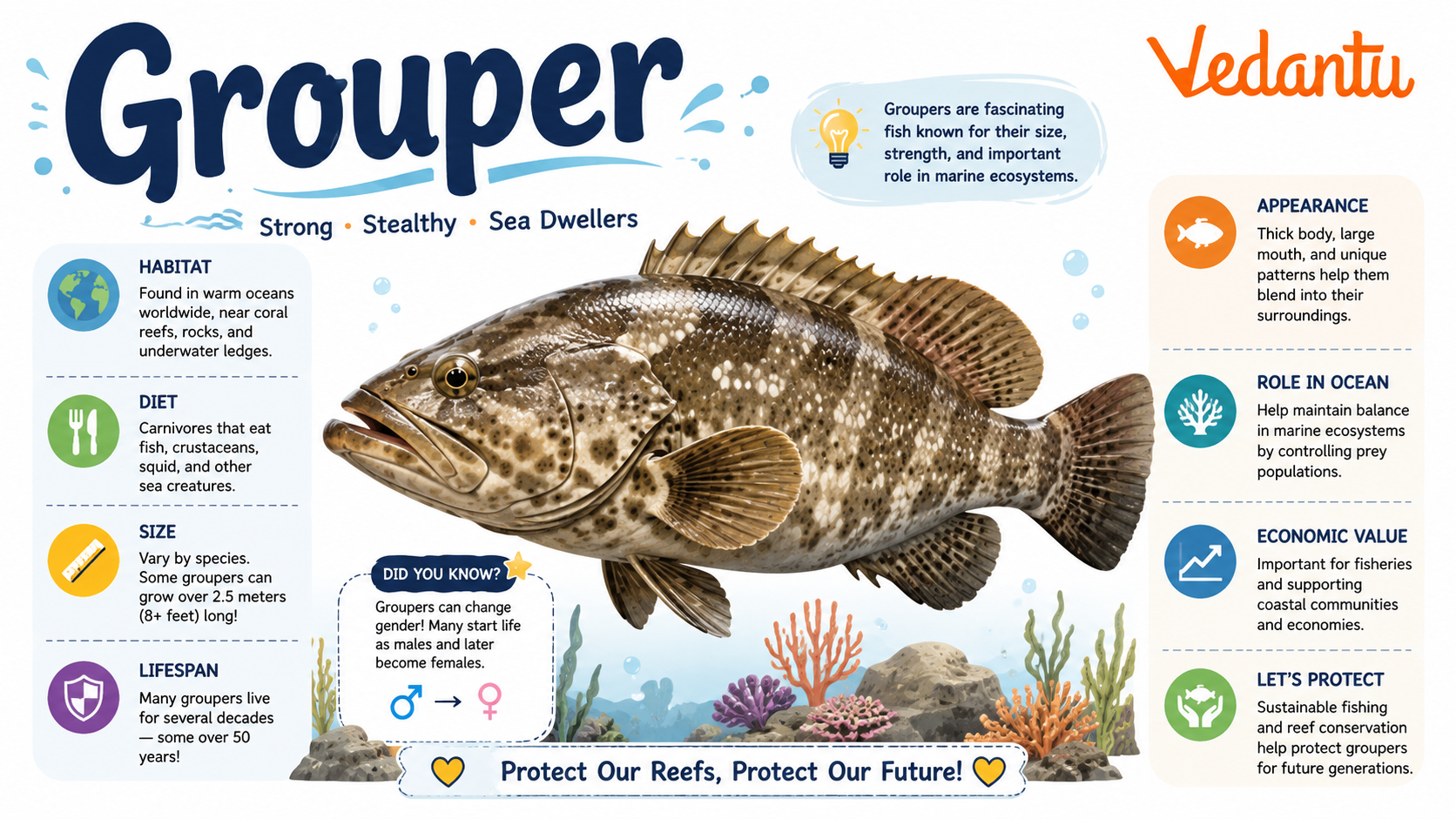 Grouper fish swimming near coral reef