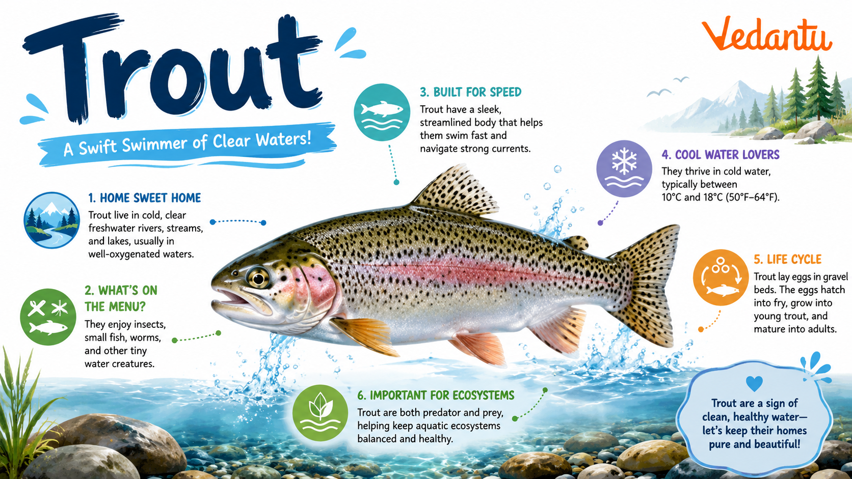 Trout fish swimming in freshwater habitat