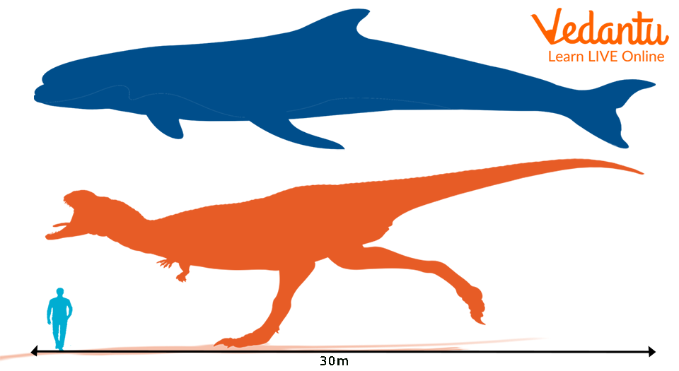 The Big Blue Whale and Dinosaur Size