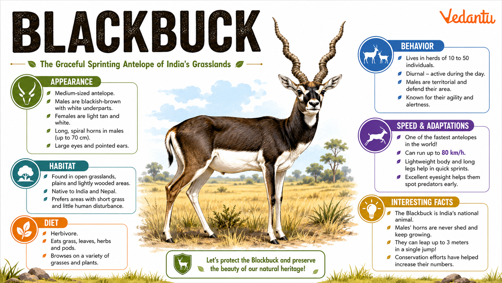 Blackbuck antelope standing in grassland