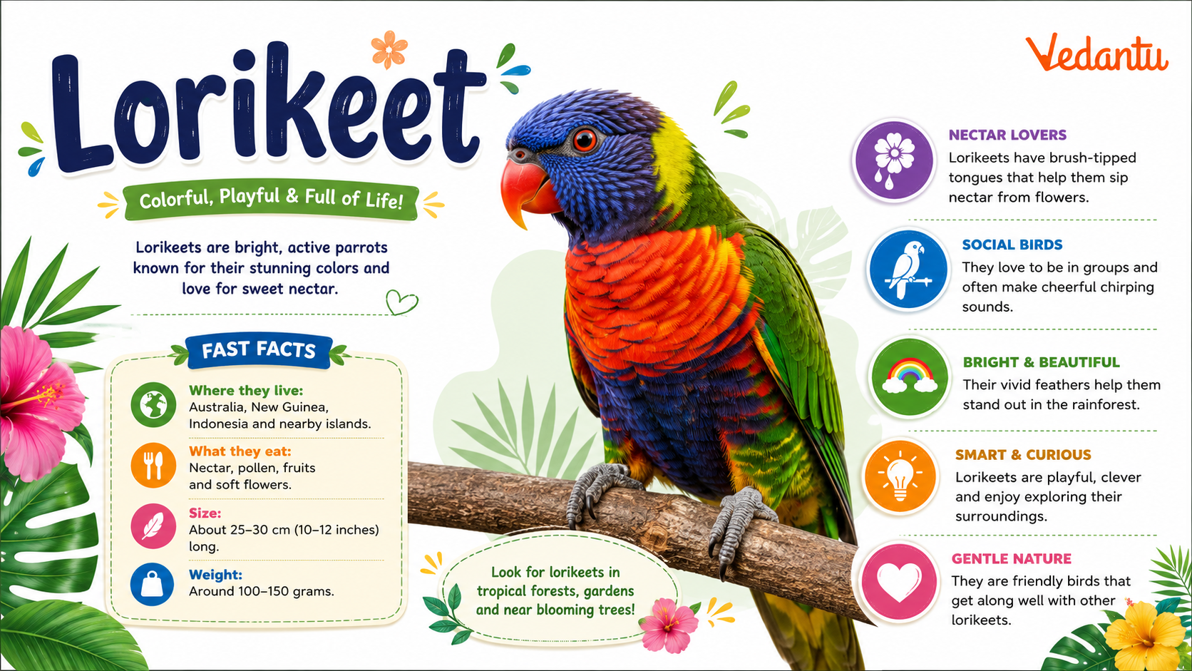 Lorikeet bird with colourful feathers