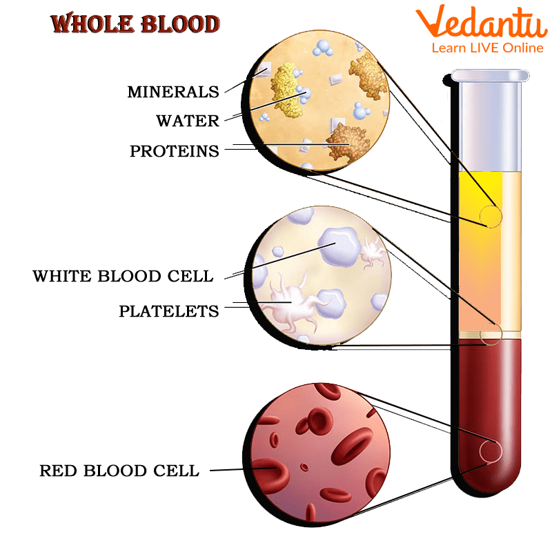 composition of blood