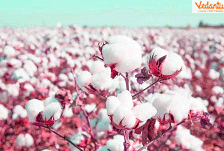 Cotton