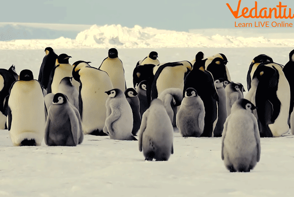 Penguins in Antarctica