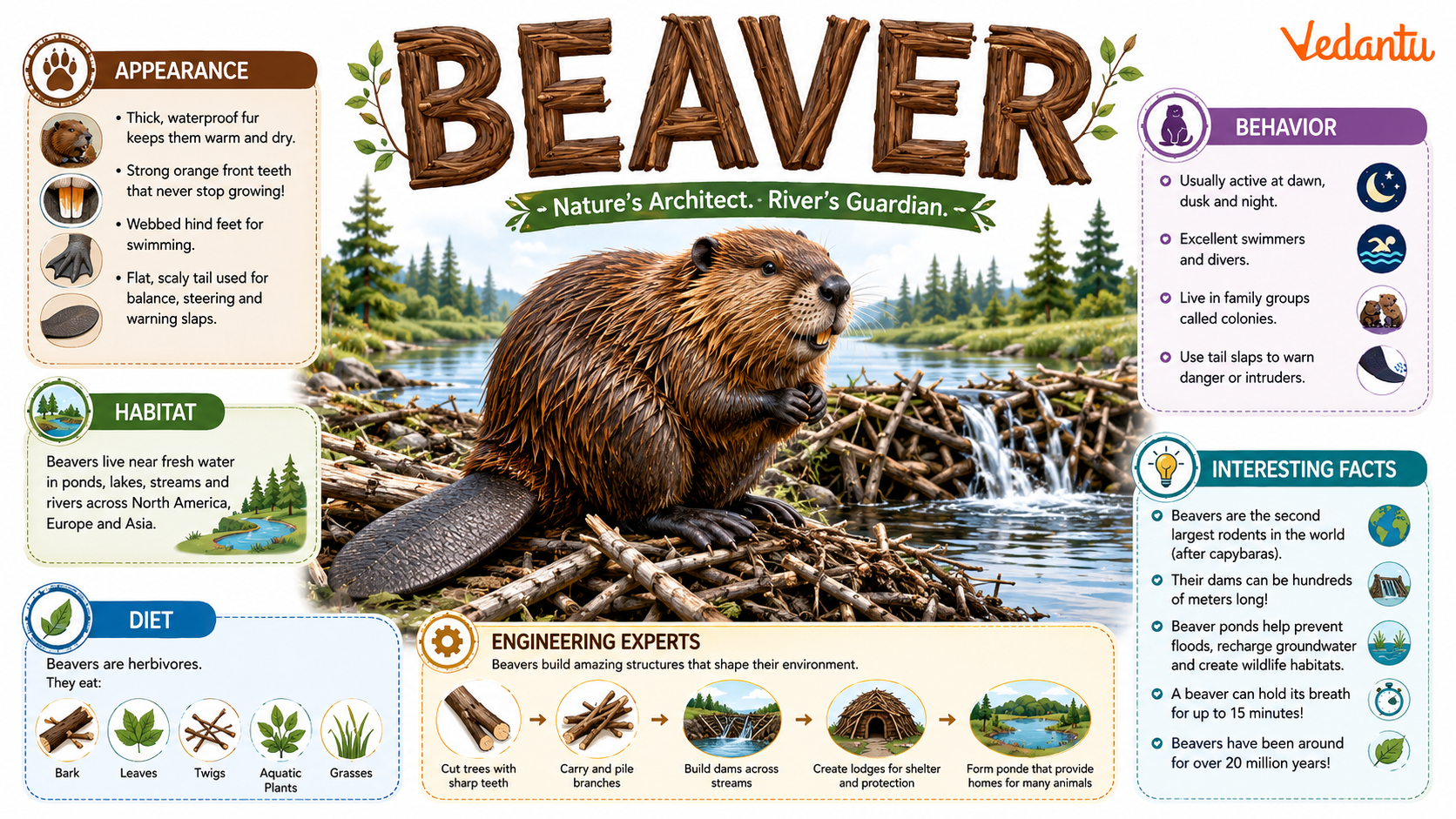 Beaver