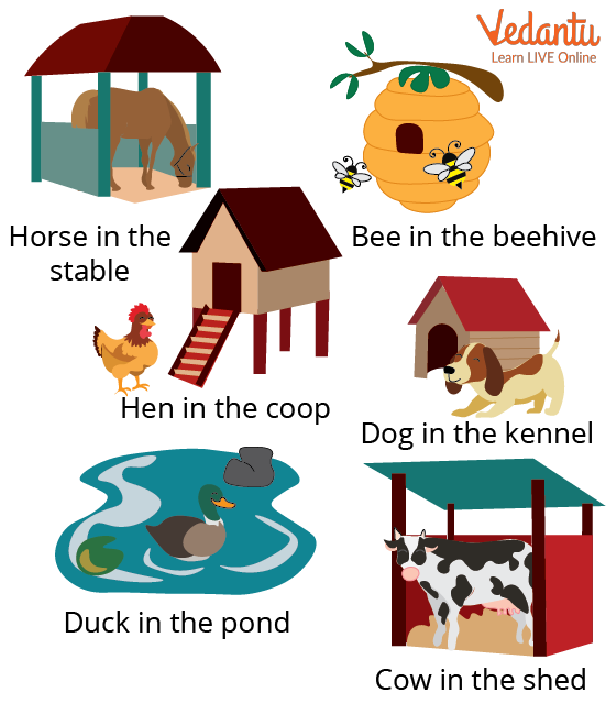 Animals and their shelters