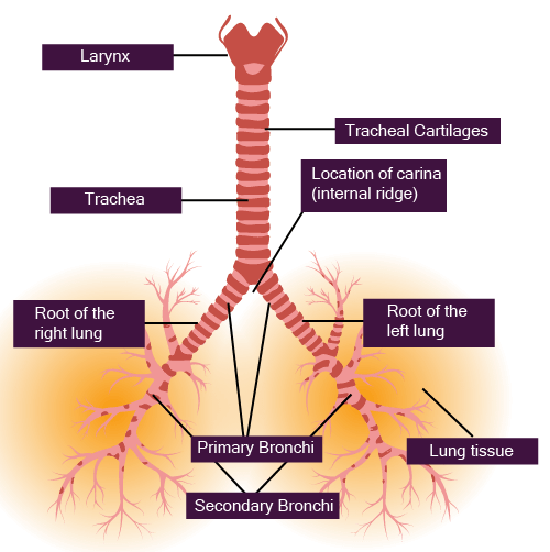 Labeled Diagram of Trachea