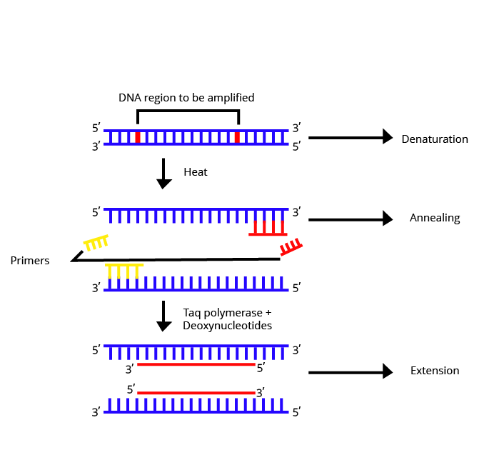 Steps in PCR technique