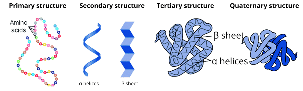 Levels of Protein Organization