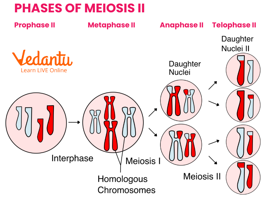 Phases of Meiosis II