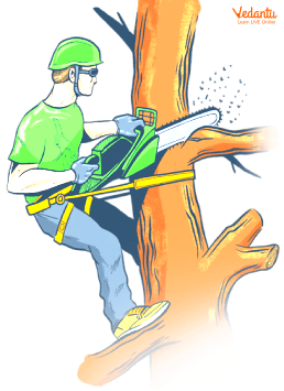 Man chopping down tree branches