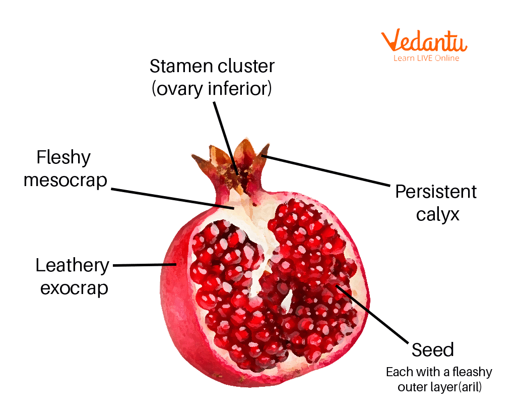 Labelling of Pomegranate