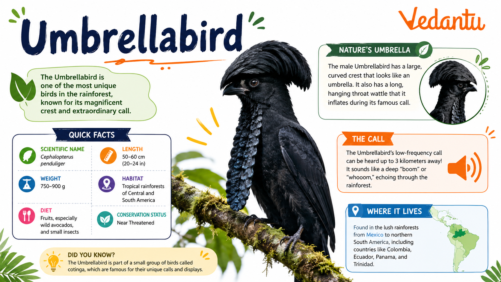 Umbrellabird with large umbrella-like crest and black feathers