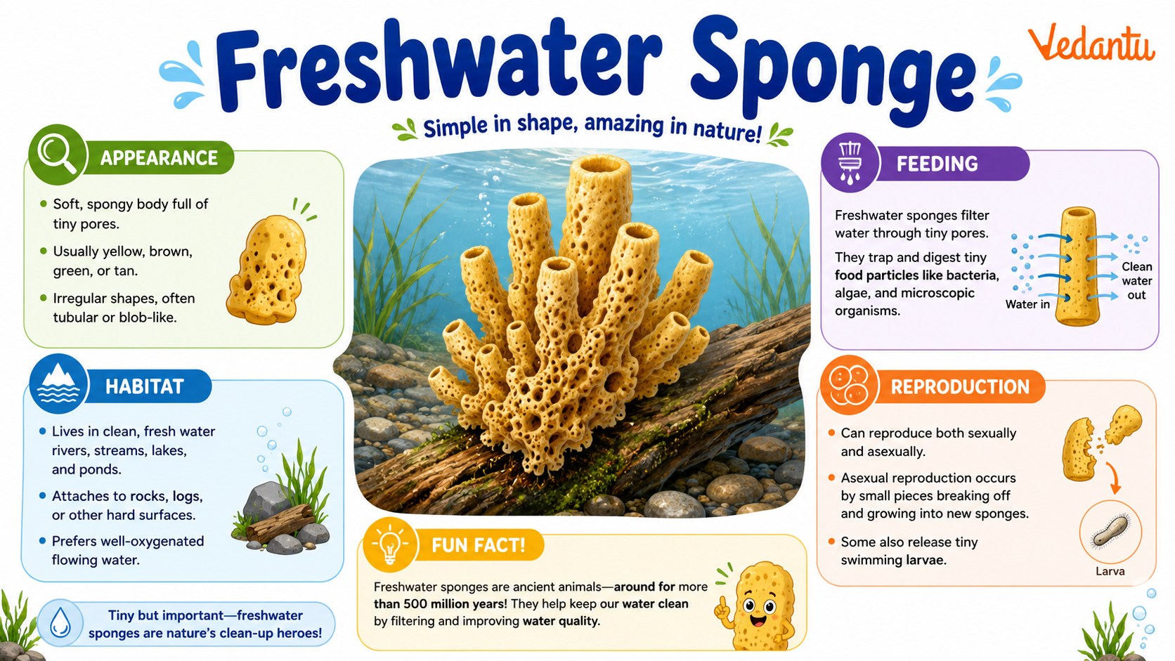 Freshwater Sponge