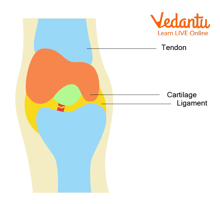 Tendon, ligaments and cartilage present in a join