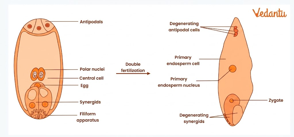 structure of endosperm - Formation