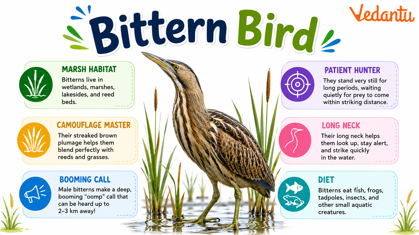 Bittern Bird standing among wetland reeds