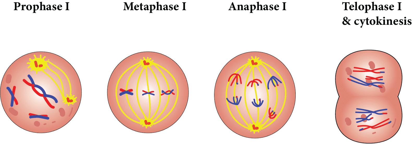 Cell Cycle and Cell Division NEET Notes for 2024 - Free PDF Download