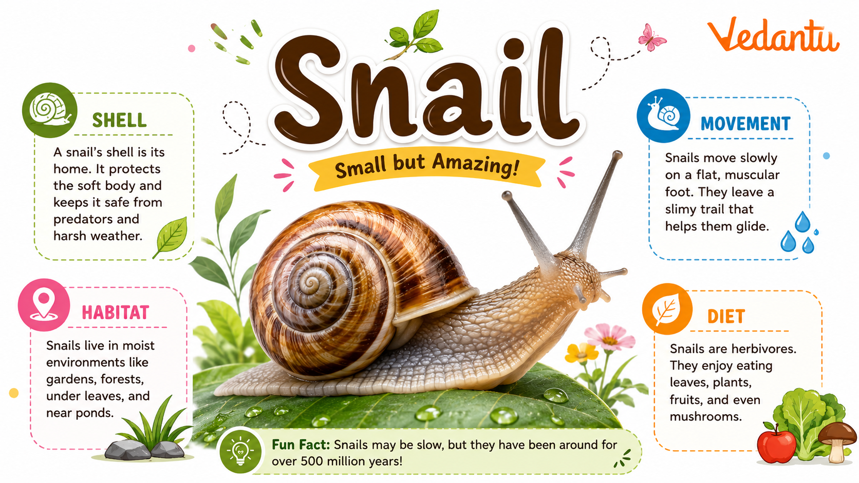 Snail with spiral shell and soft body