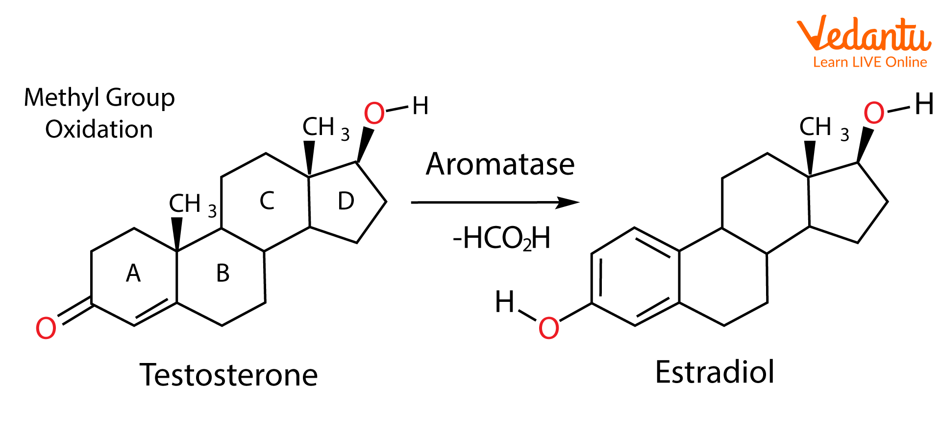 Conversion of testosterone to estradiol by aromatase