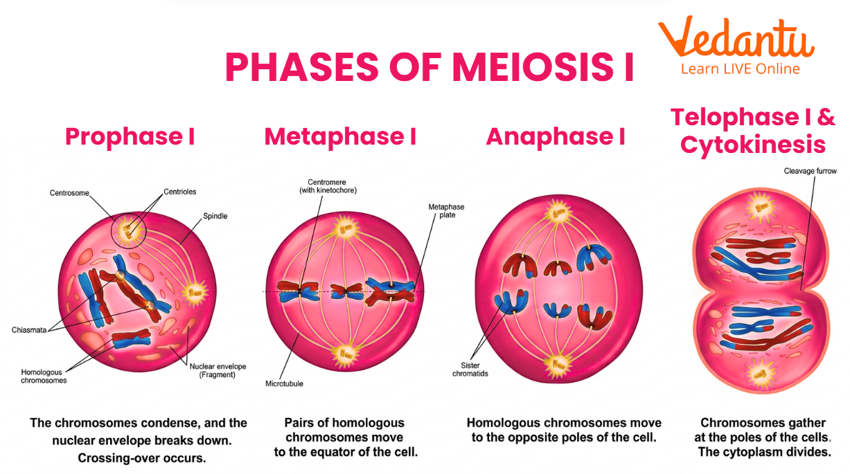 Phases of Meiosis I
