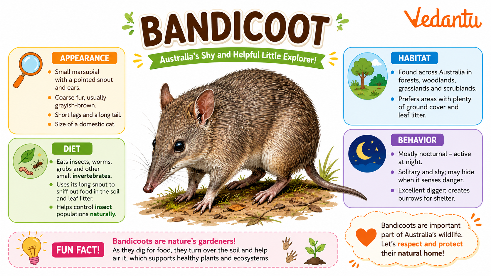 Bandicoot animal with long snout and brown fur