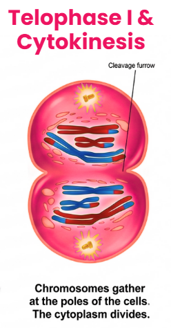 Meiosis I - Telophase I