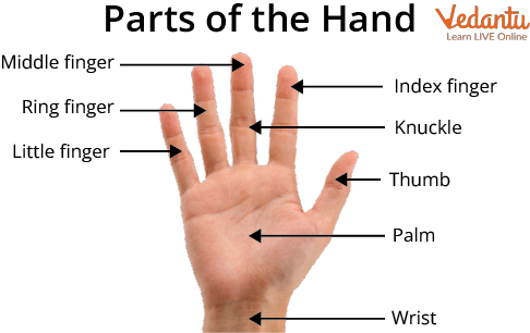 Various Parts of a Hand