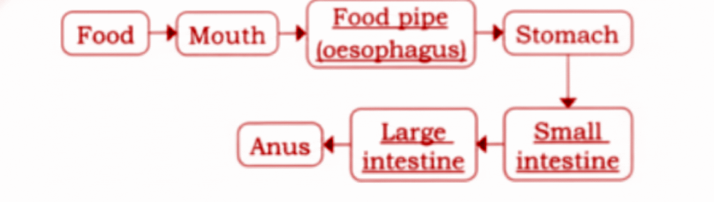 Answer: Completed the journey of food
